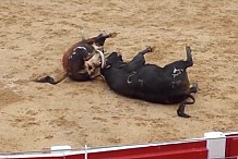 Deux taureaux s’entretuent simultanément dans une arène espagnole (vidéo)